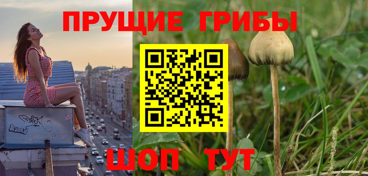 Галлюциногенные грибы прущие грибы Боровичи